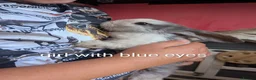 English Lop rabbits for sale: 5 lops ready to go  - Advert 4