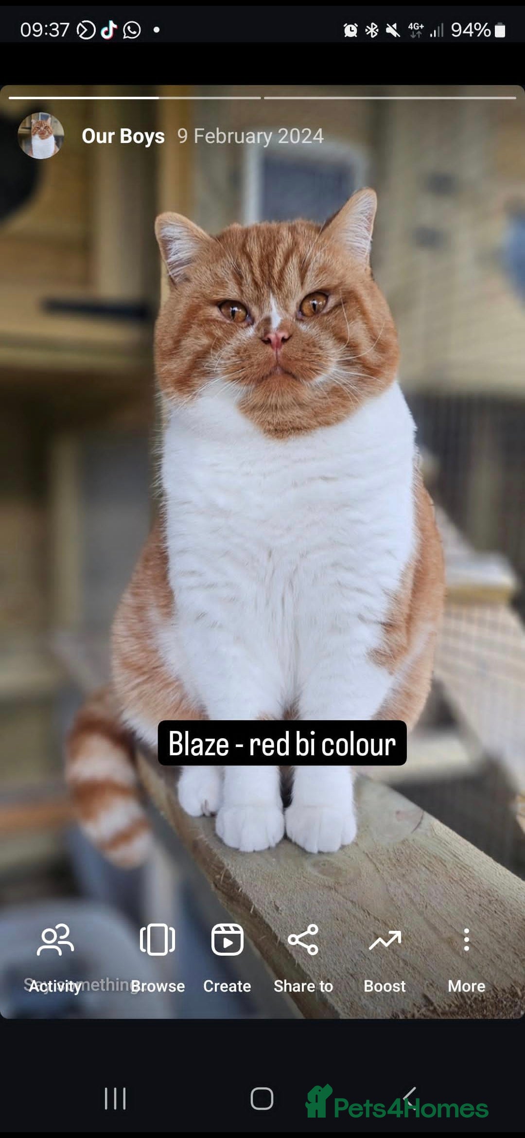 British Shorthair cats for sale: Chocolate Bi-colour GCCF registered boy - Image 14