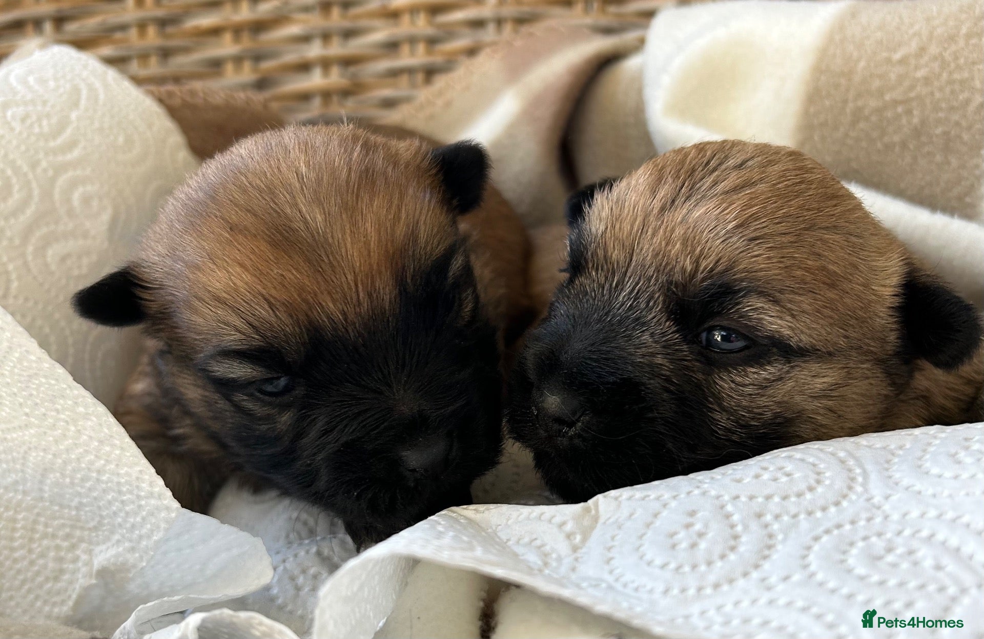 Cairn Terrier dogs Gorgeous Cairn Terrier Puppys - Advert 2