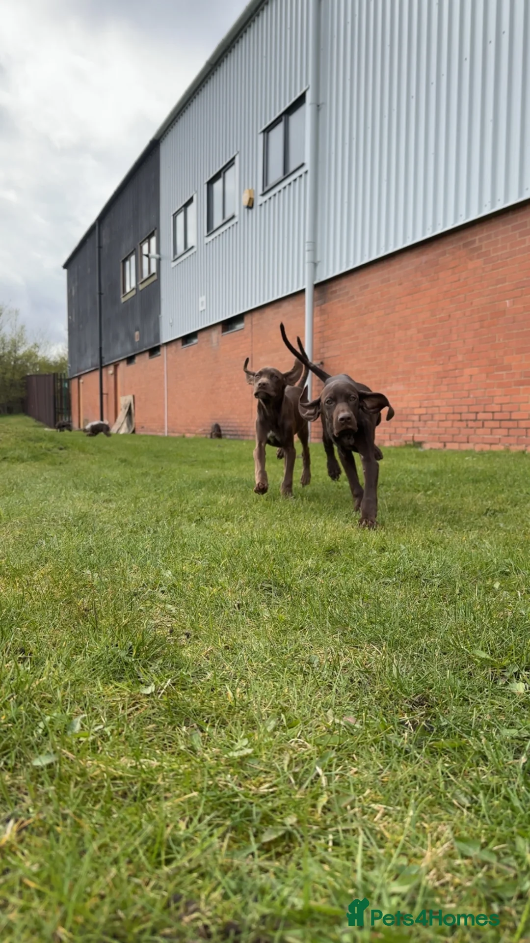 German Shorthaired Pointer dogs for sale: Pointer pups  - Advert 7