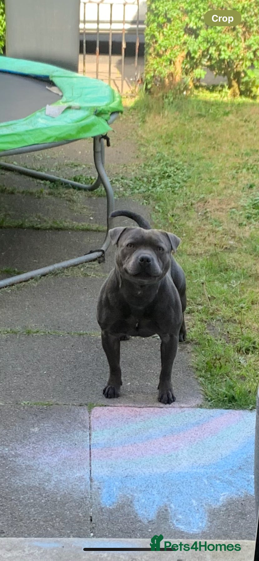 Staffordshire Bull Terrier dogs PROVEN Staffordshire bull terrier stud  - Advert 13