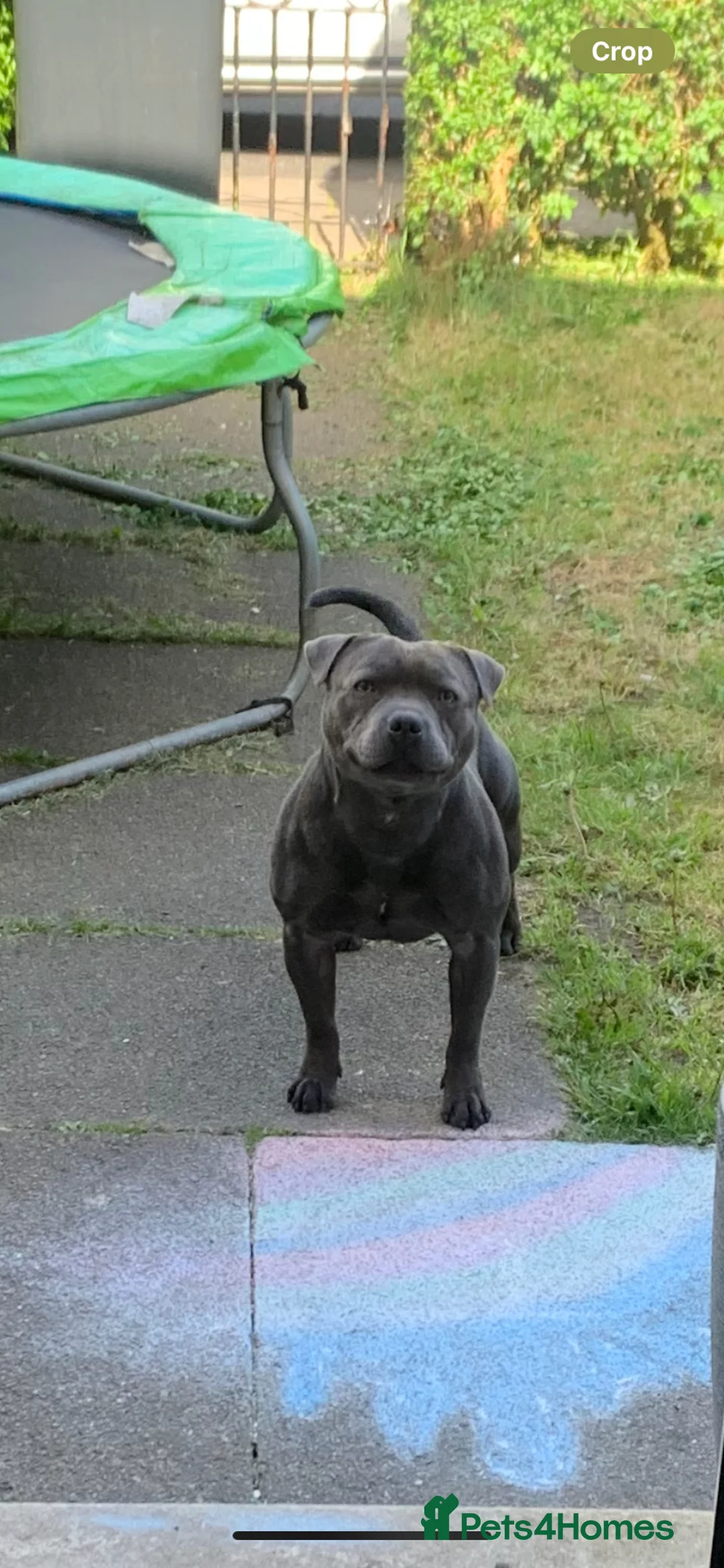 Staffordshire Bull Terrier dogs for stud: PROVEN Staffordshire bull terrier stud  - Advert 2