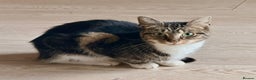 Mixed Breed cats for sale: Young tabby looking for her forever home  - Advert 10