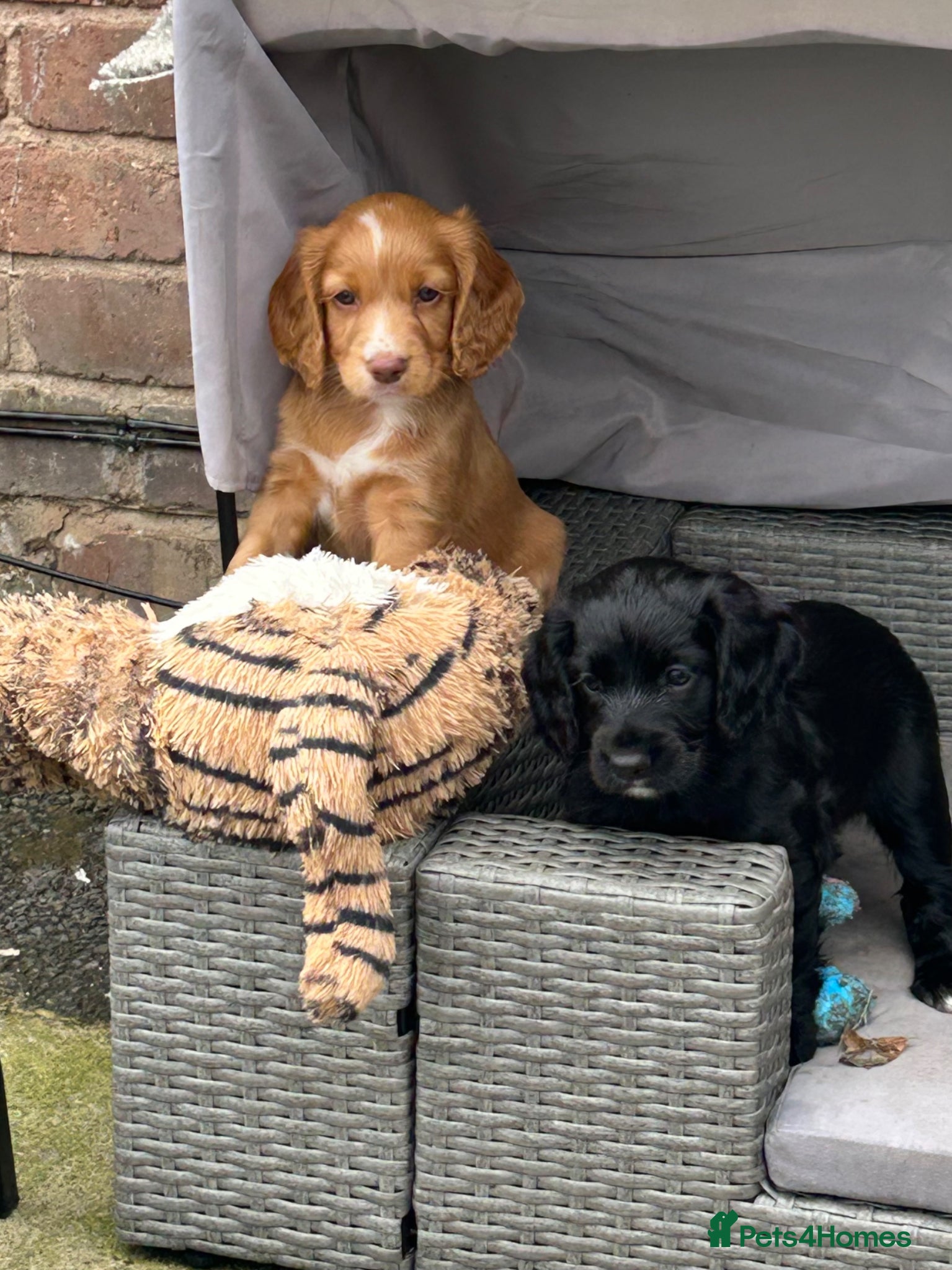 Cocker Spaniel dogs KC registered golden cocker spaniels  - Advert 1