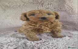 Cavapoo dogs for sale: Cavapoo puppies 5 🌟licence breeder  - Image 7
