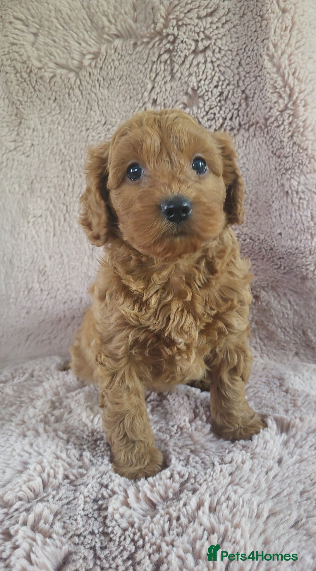 Cavapoo dogs for sale: Cavapoo puppies 5 🌟licence breeder  - Image 7