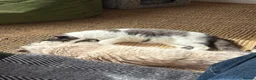 Mixed Breed cats for sale: Two bonded and affectionate 8 month old cats - Advert 5