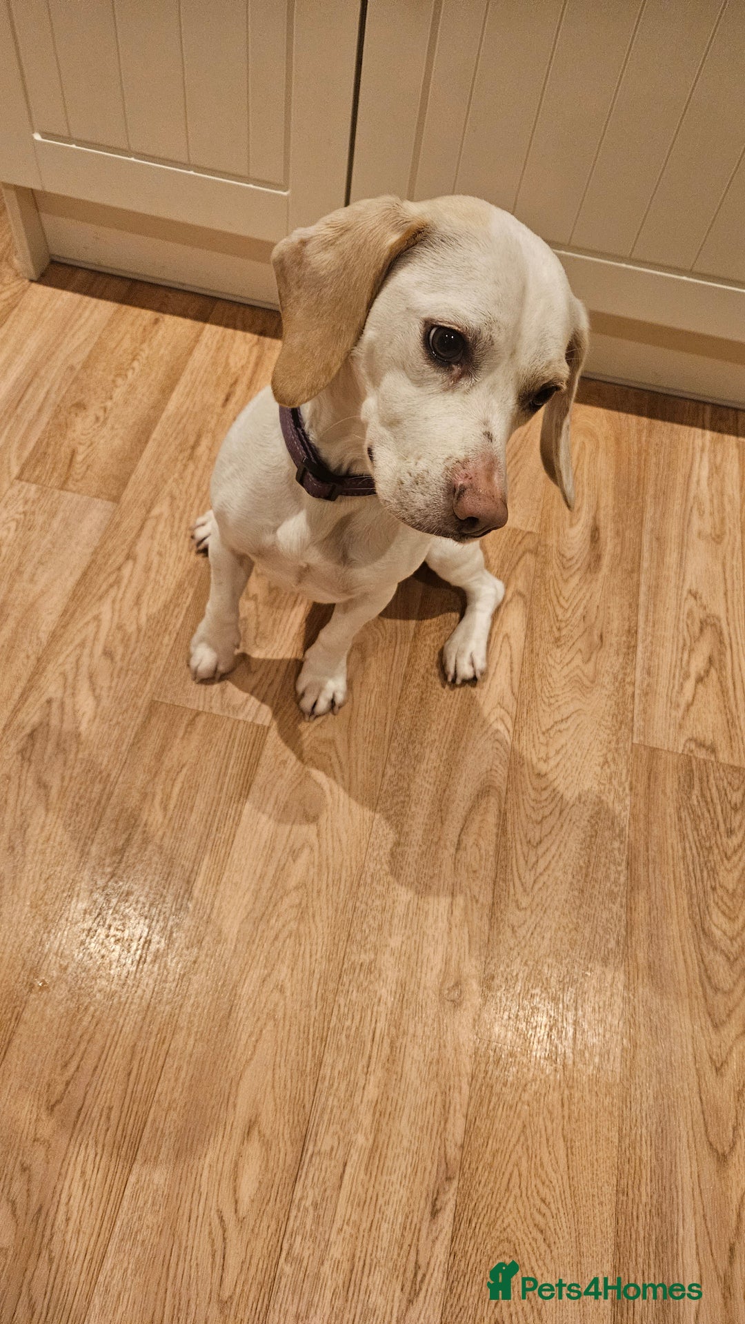 Beagle dogs for sale: BEAGLE  - Advert 1