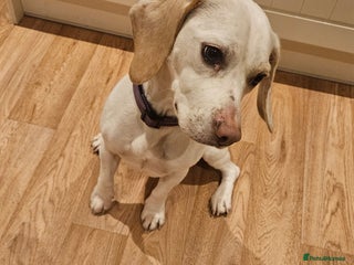 Beagle dogs BEAGLE - Advert 1