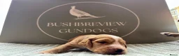 Cocker Spaniel dogs for sale: KCReg fully health tested working cocker puppies - Advert 6