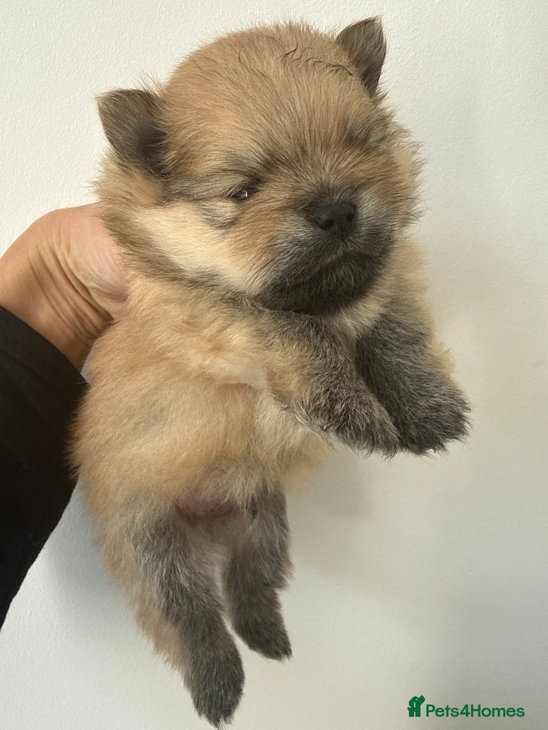 Pomeranian dogs for sale: Gorgeous small Pomeranian puppies 🐻 - Advert 2
