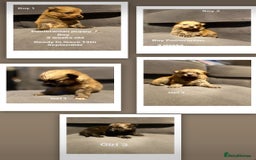 Pomeranian dogs for sale: Pomeranian pups available  - Image 8