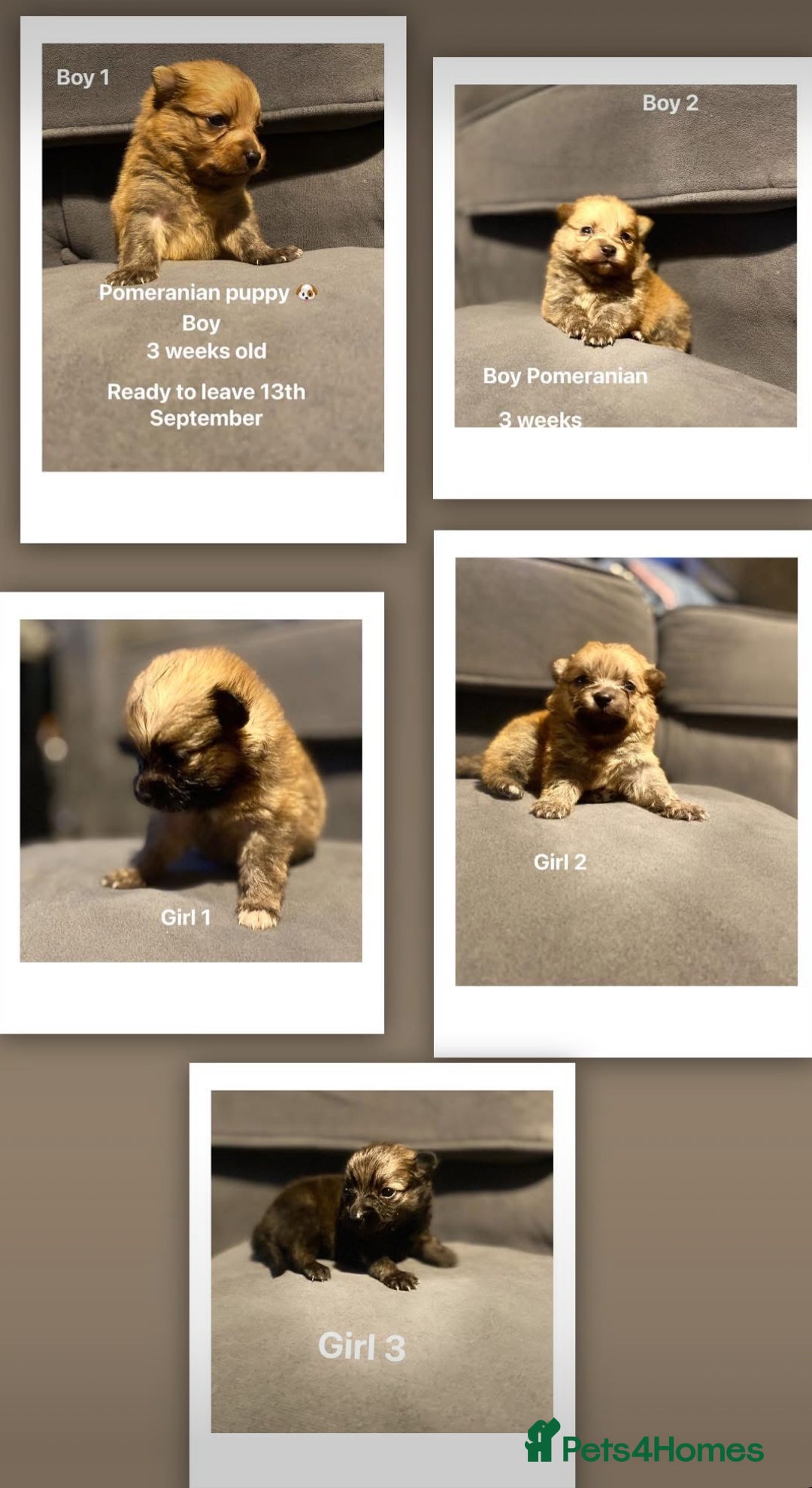 Pomeranian dogs for sale: Pomeranian pups available  - Image 8