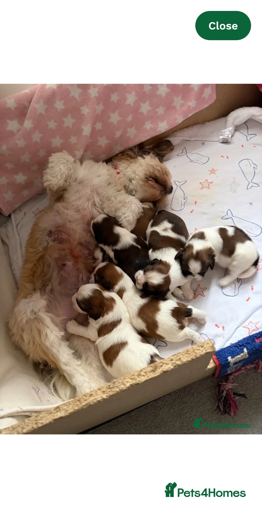 Cava Tzu dogs for sale: Cava tzu puppies  - Advert 7