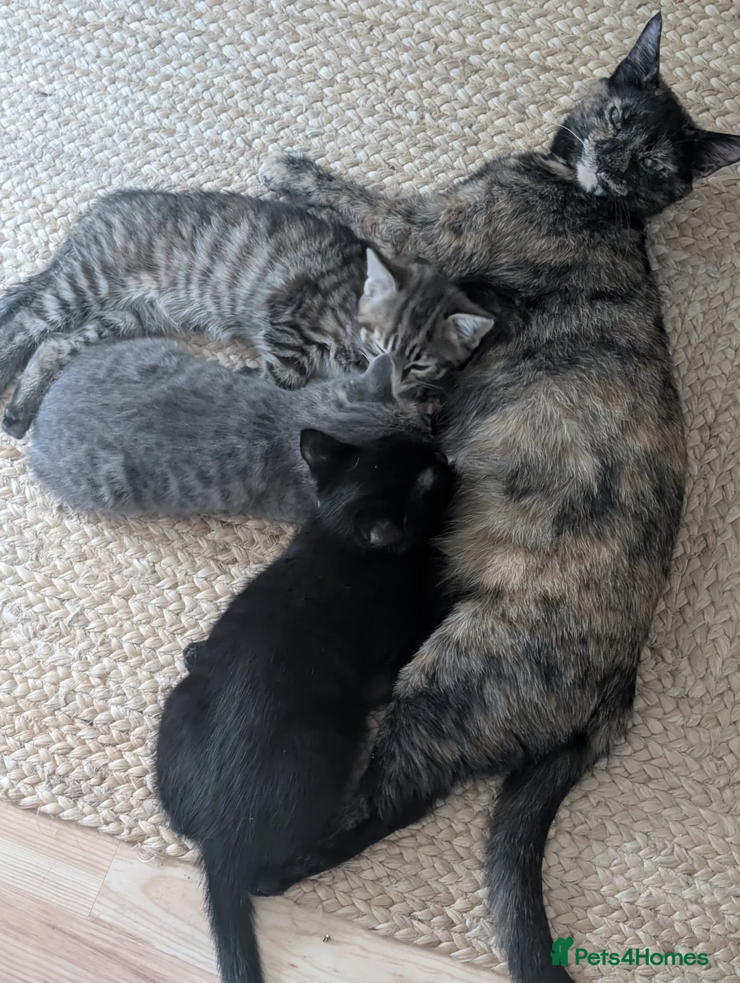 British Shorthair cats for sale: Ready in Pairs — 4 Beautiful BSH Kittens - Advert 15