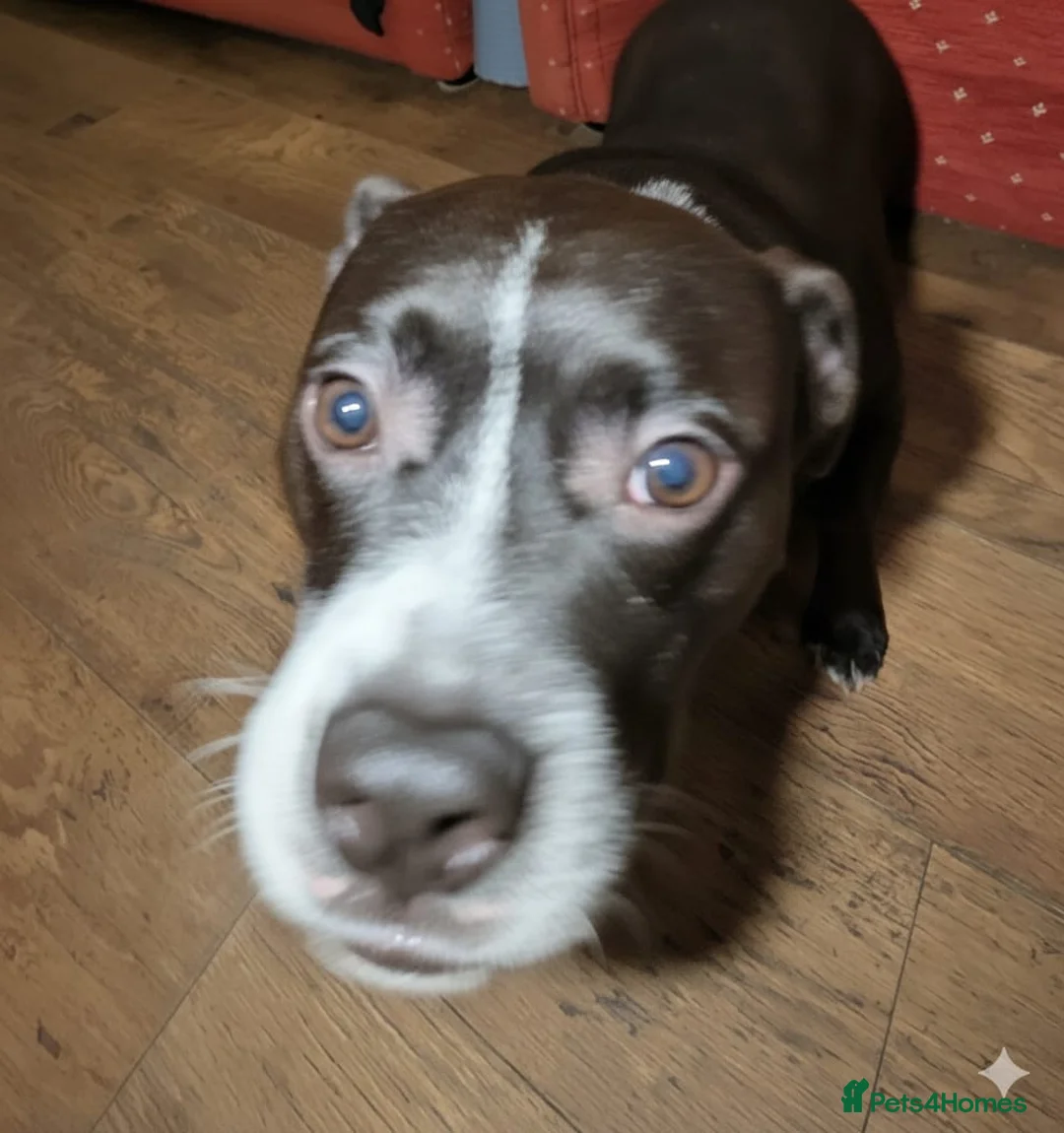 Mixed Breed dogs for sale: Oreo NI - Advert 7