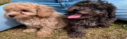 Cavapoo dogs for sale: 3 stunning F1b cavapoos  - Advert 22