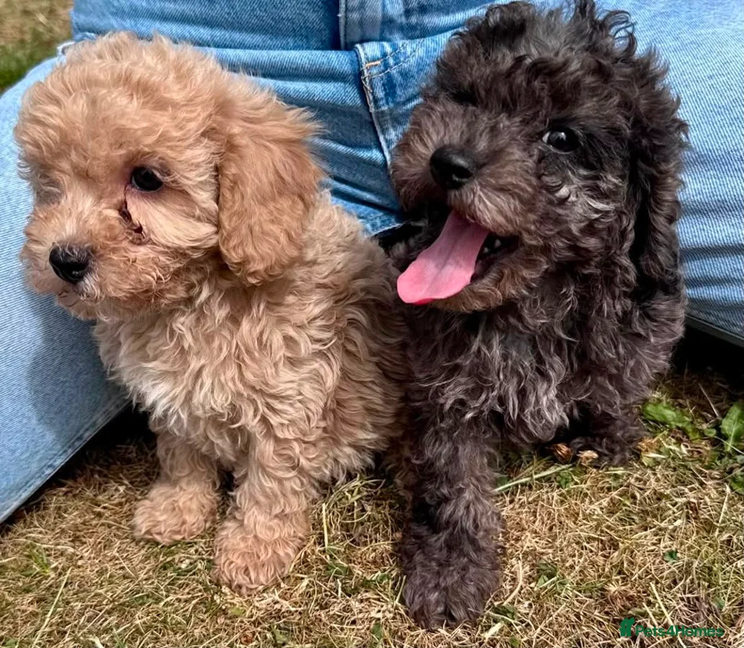 Cavapoo dogs for sale: 3 stunning F1b cavapoos  - Advert 22