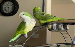 Parrots birds for sale: Beautiful baby tamed green Quaker  talking parrot  in Coventry - Image 2