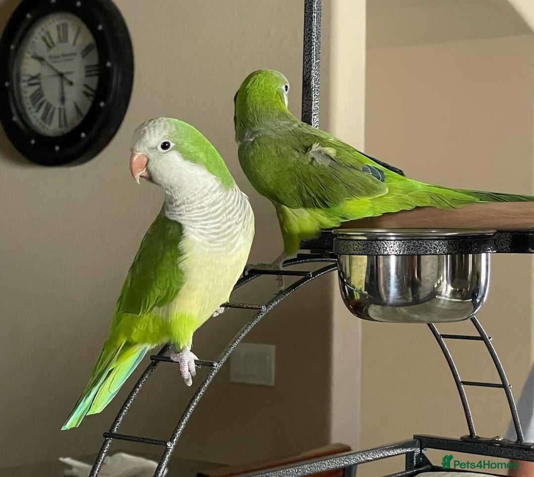 Parrots birds for sale: Beautiful baby tamed green Quaker  talking parrot  in Coventry - Image 2