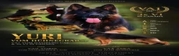 German Shepherd dogs for stud: Exceptional Long Coat GSD Stud Yuri Arriving in UK in Chorley - Advert 1