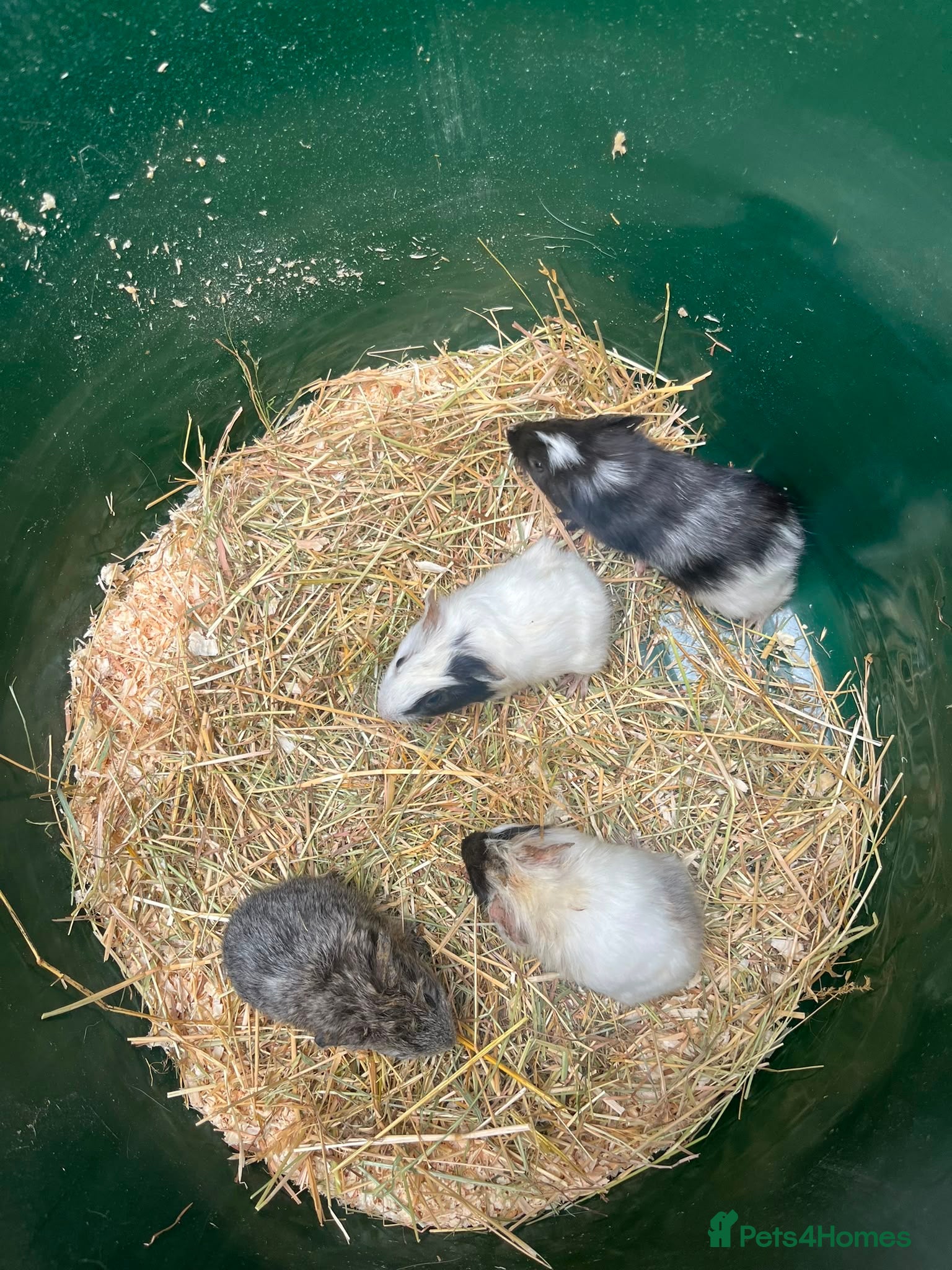 Guinea Pig rodents New litter Guinea pig babies ready august  - Advert 2