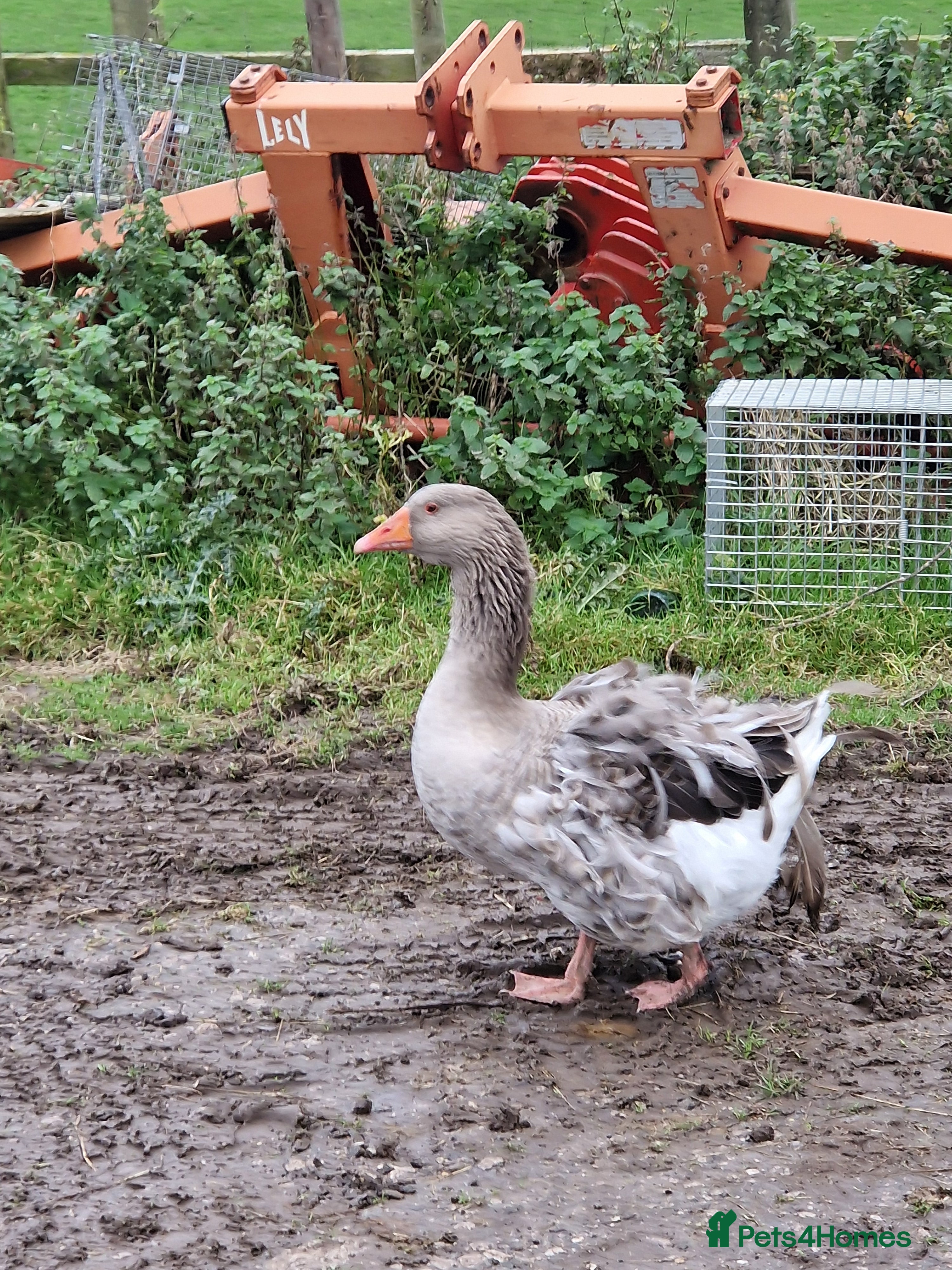 Geese poultry Grey sebastopol gander - Advert 1