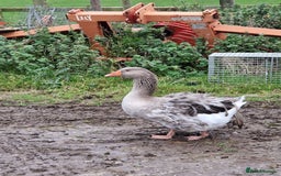 Geese poultry for sale: Grey sebastopol gander - Image 1