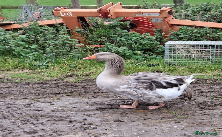 Geese poultry - Advert 1