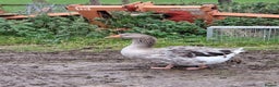 Geese poultry for sale: Grey sebastopol gander - Advert 1