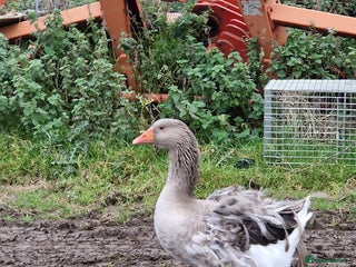 Geese poultry - Advert 1