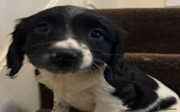 English Springer Spaniel dogs for sale: KC Calm English Springer Spaniel Puppies - Image 12