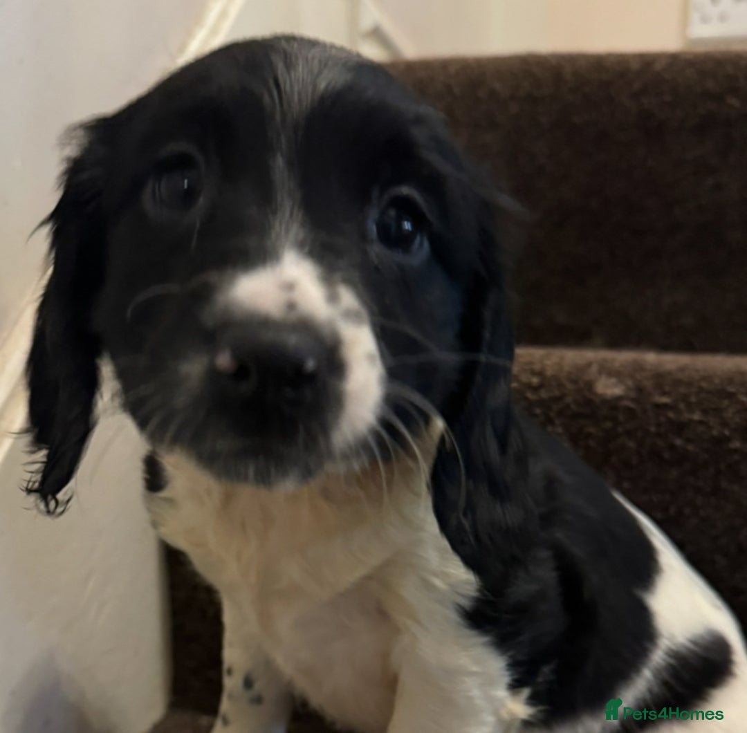 English Springer Spaniel dogs for sale: KC Calm English Springer Spaniel Puppies - Image 12