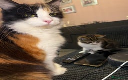 Mixed Breed cats for sale: Kittens for sale  - Image 4