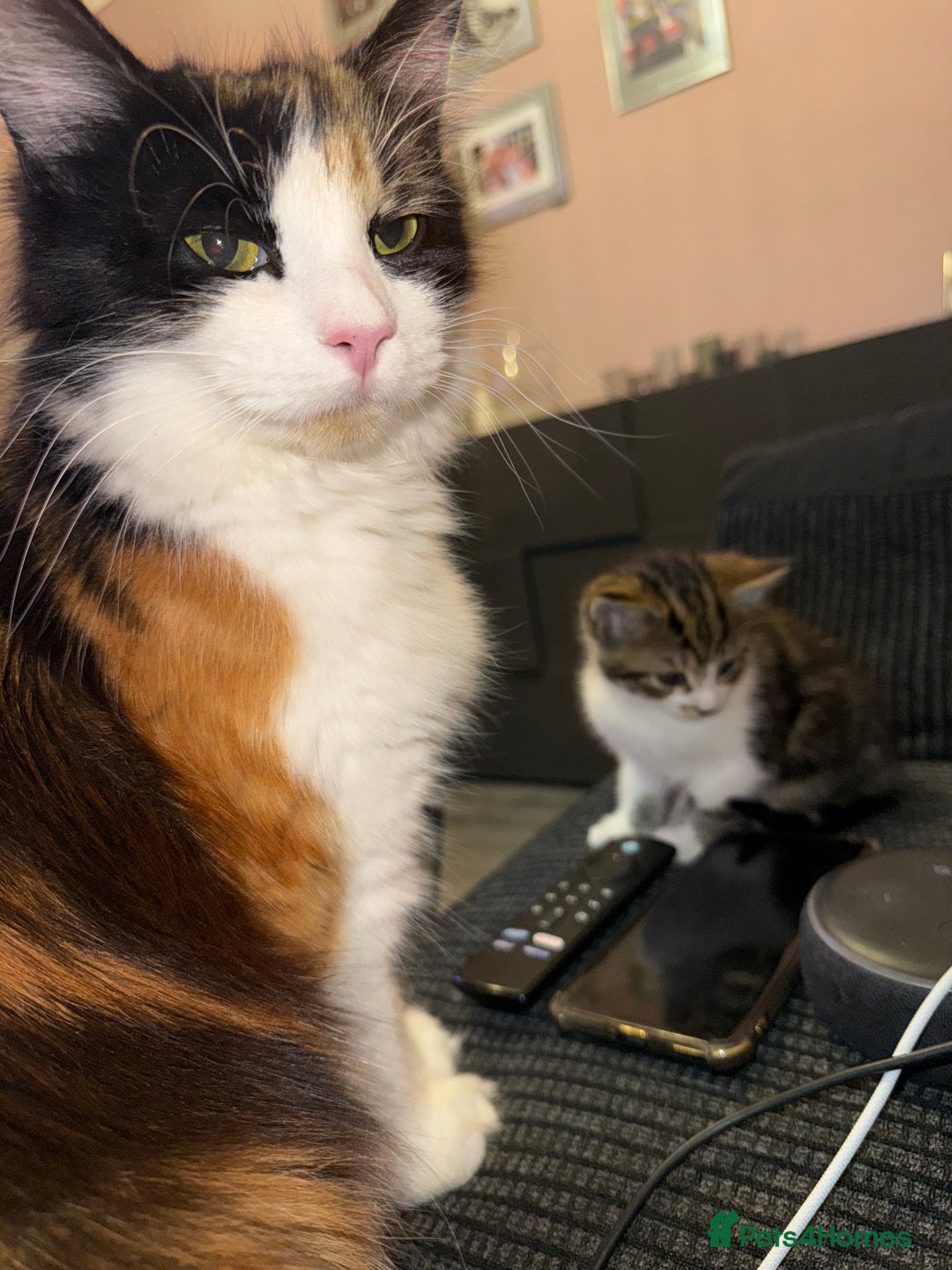 Mixed Breed cats for sale: Kittens for sale  - Image 4
