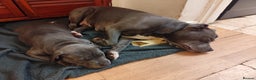 Staffordshire Bull Terrier dogs for sale: SOLD PUPPYS Blue Staffordshire Bull Terrier - Advert 3