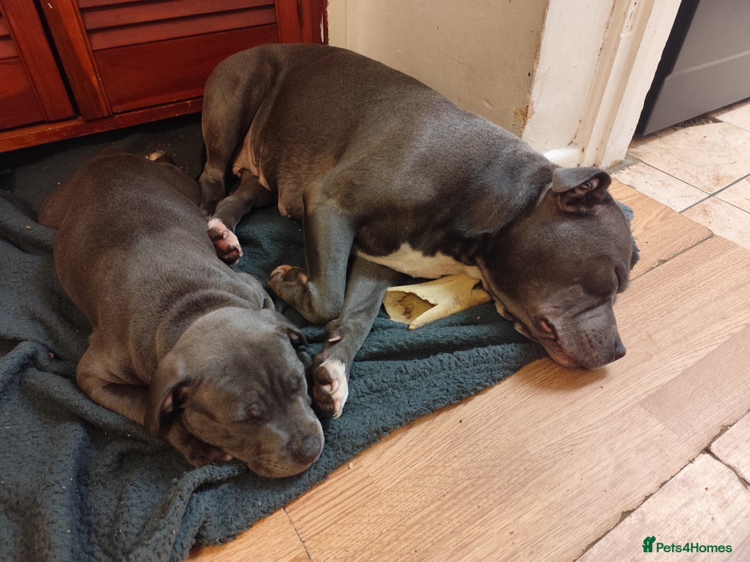 Staffordshire Bull Terrier dogs for sale: SOLD PUPPYS Blue Staffordshire Bull Terrier - Advert 3