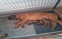 Boxer dogs for sale: Beautiful boxer pups for sale - Image 8