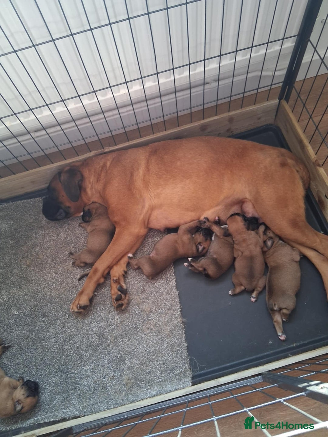 Boxer dogs for sale: Beautiful boxer pups for sale - Image 8