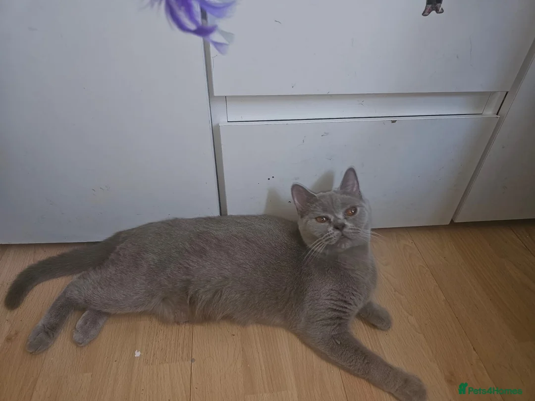 British Shorthair cats for sale: British shorthair baby boy  - Advert 4