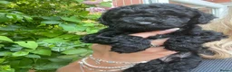 Cockapoo dogs for sale: Beautiful F2B miniature Cockapoos - Black - Advert 16
