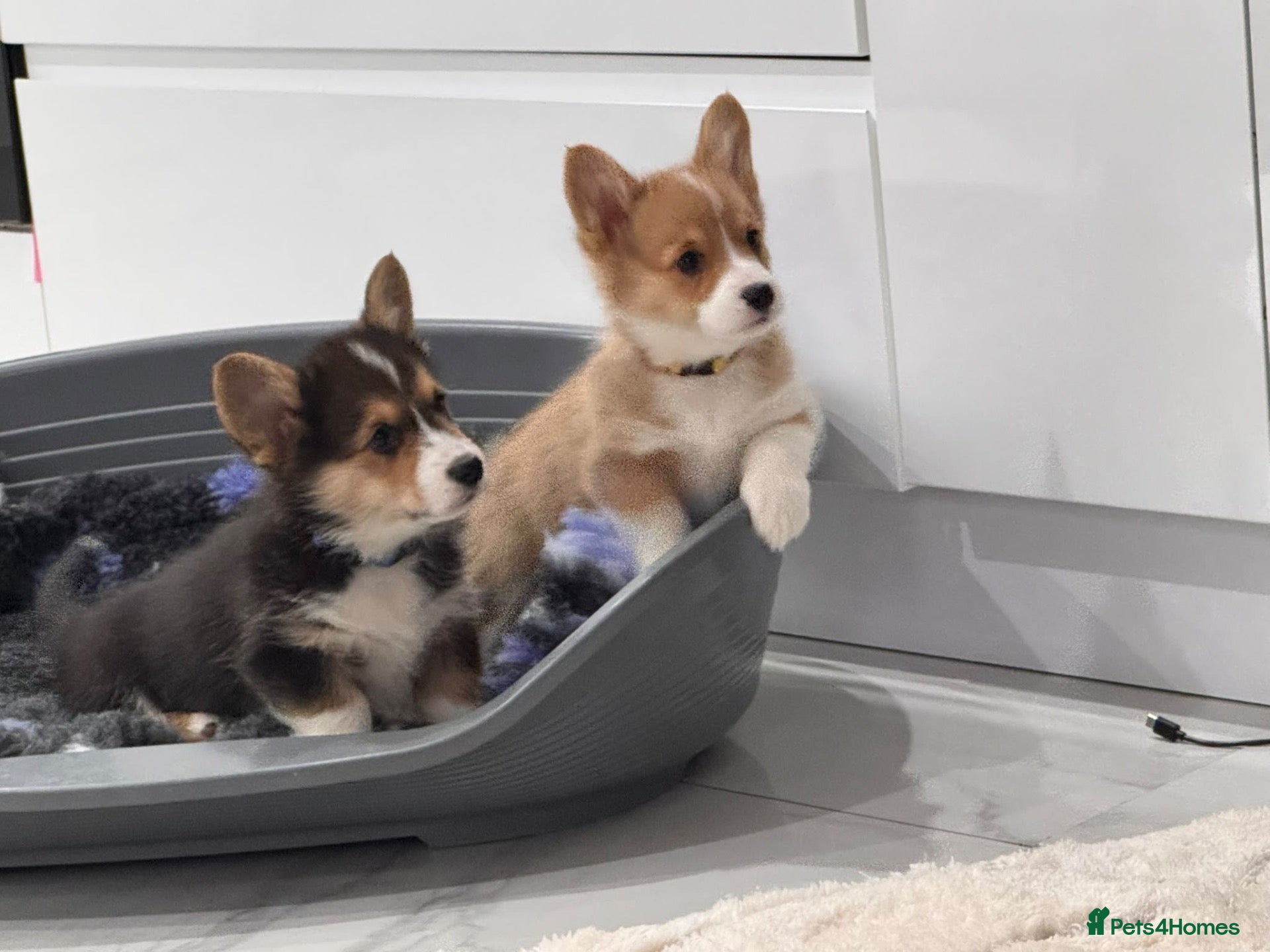 Welsh Corgi Pembroke dogs Ready now! Kc pembroke corgi puppies - Advert 13