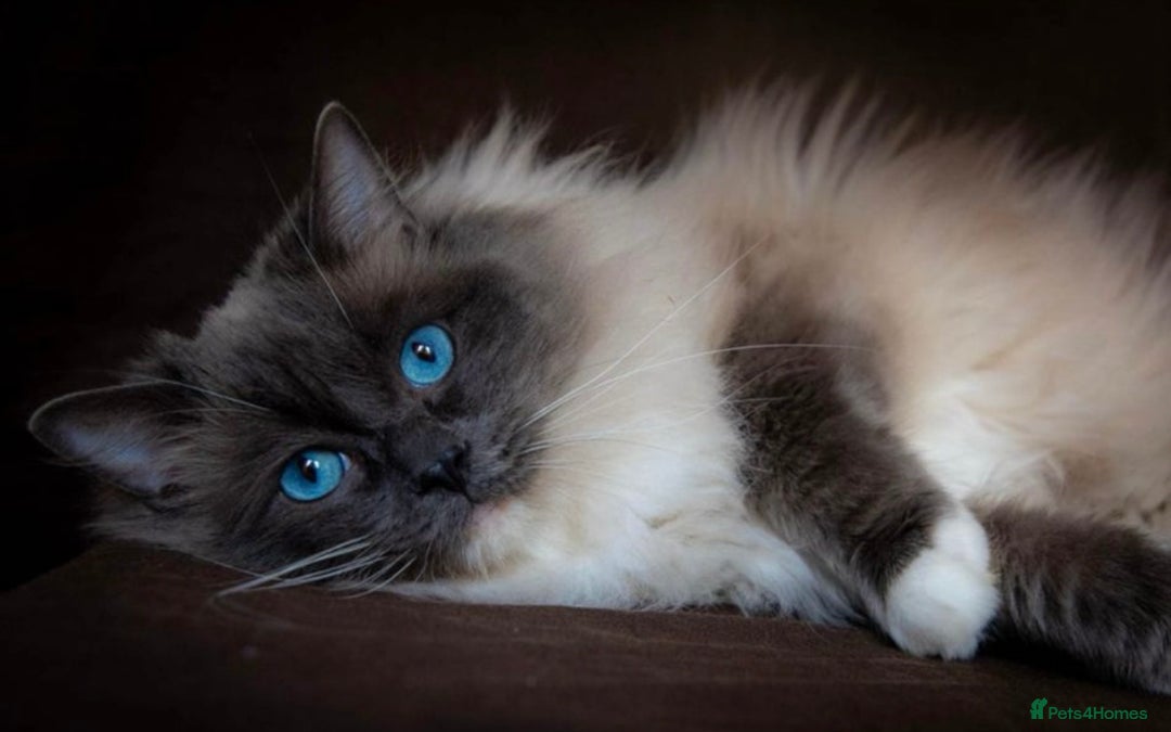 Ragdoll cats for sale: 7 beautiful lynx blue/seal point ragdoll kittens - Image 18