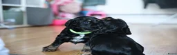 Cocker Spaniel dogs for sale: One female puppy left  - Advert 21