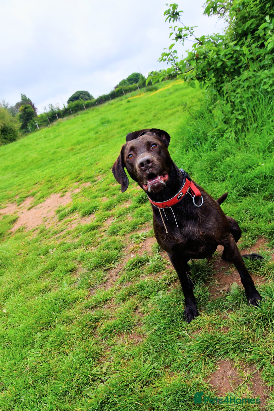 Mixed Breed dogs for sale: 4 year old male Vizlador - Advert 4