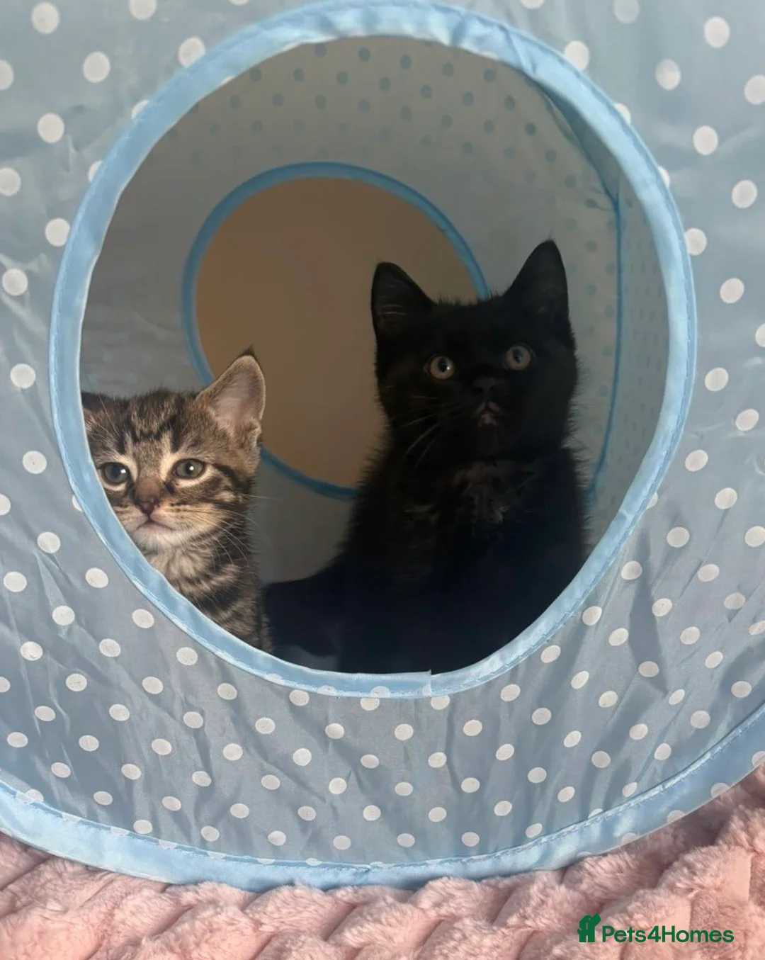 Mixed Breed cats for sale: Maine Coon Cross Kittens  - Advert 2