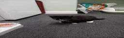 Mixed Breed cats for sale: 9 week old male kitten - Advert 2