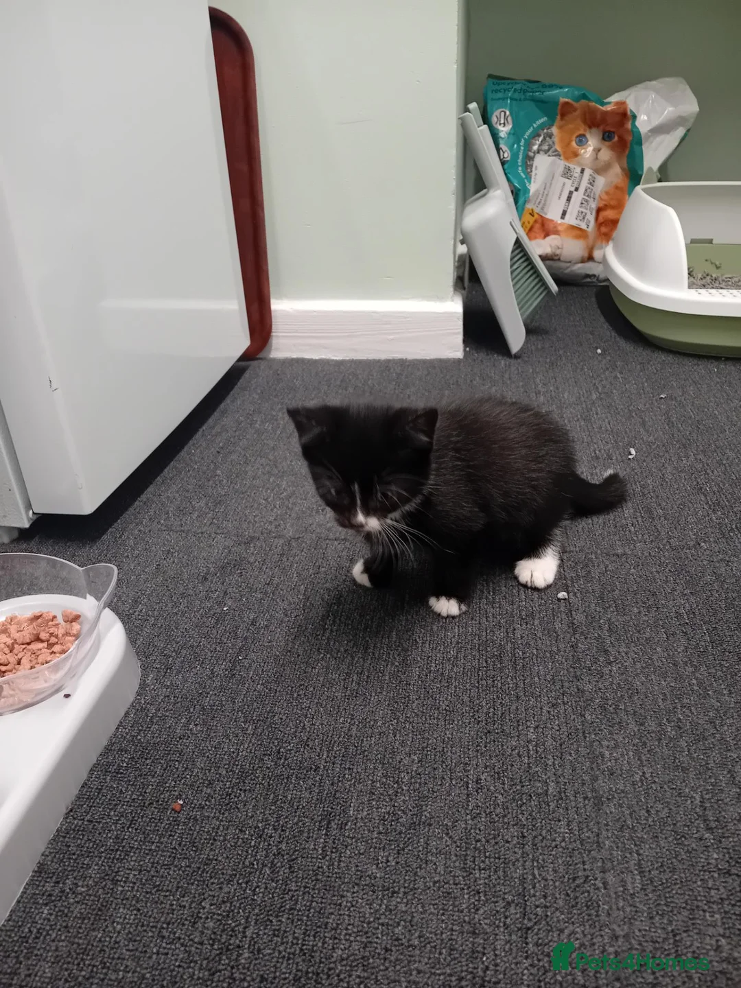 Mixed Breed cats for sale: 9 week old male kitten - Advert 2