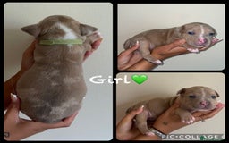 Mixed Breed dogs for sale: Ready to leave Staff x bulldog puppies  - Image 12