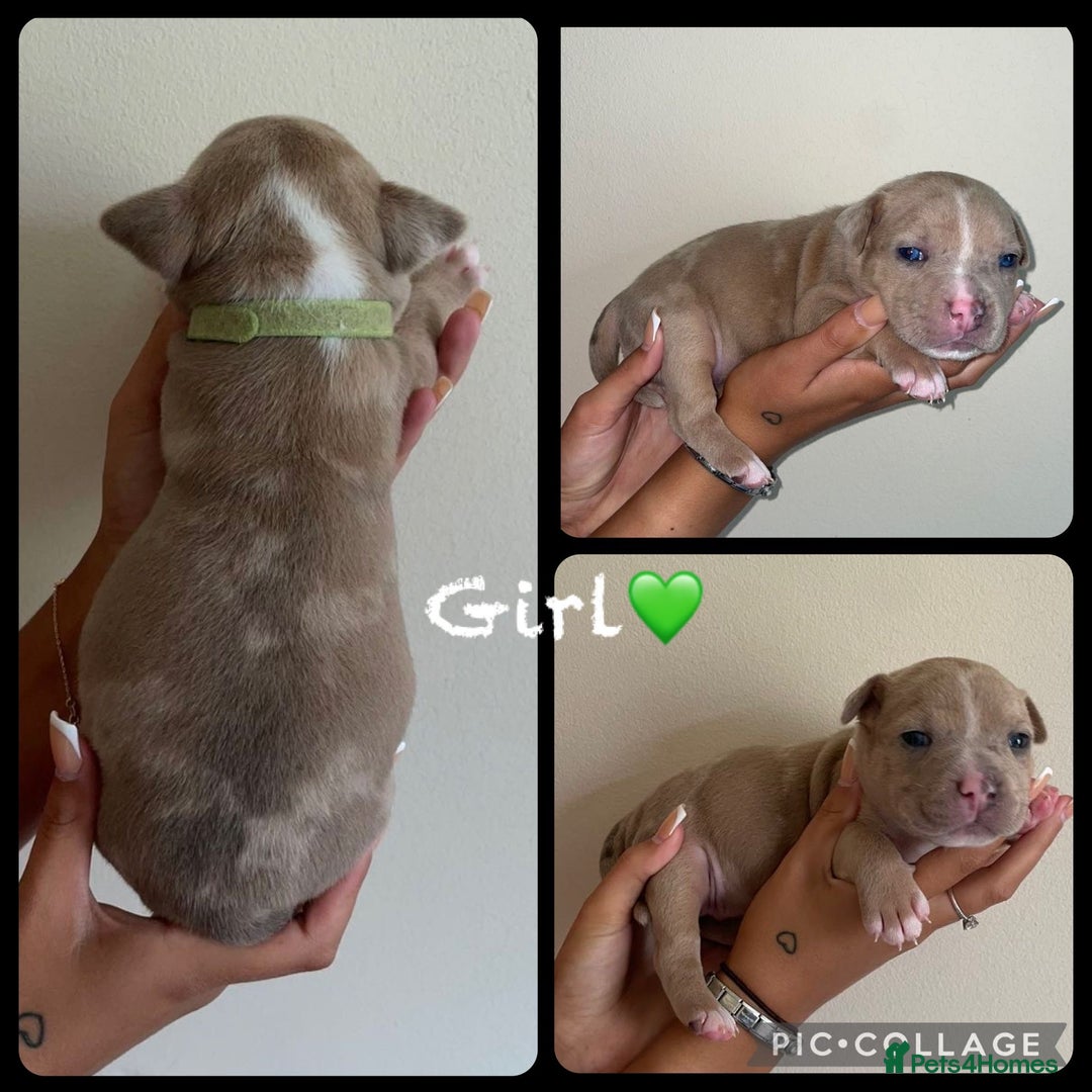Mixed Breed dogs for sale: Ready to leave Staff x bulldog puppies  - Image 12